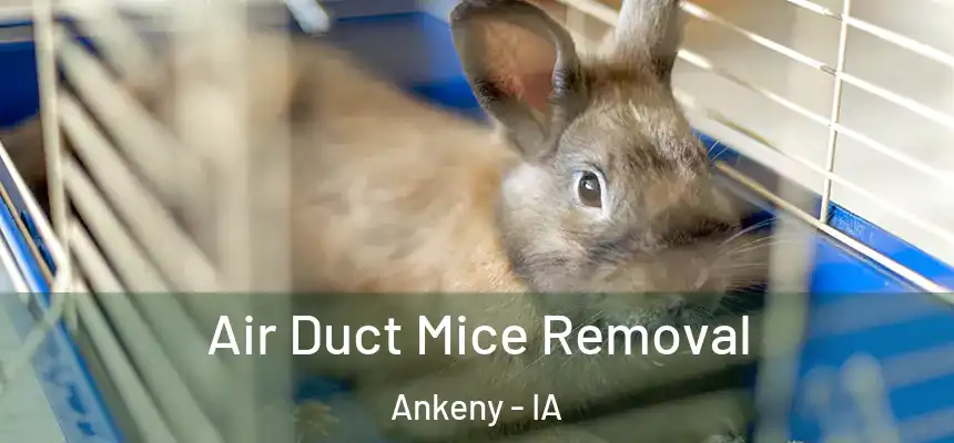  Air Duct Mice Removal Ankeny - IA